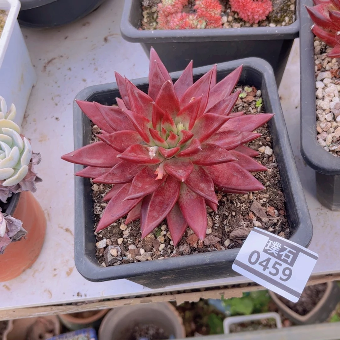 红尘多肉植物0459