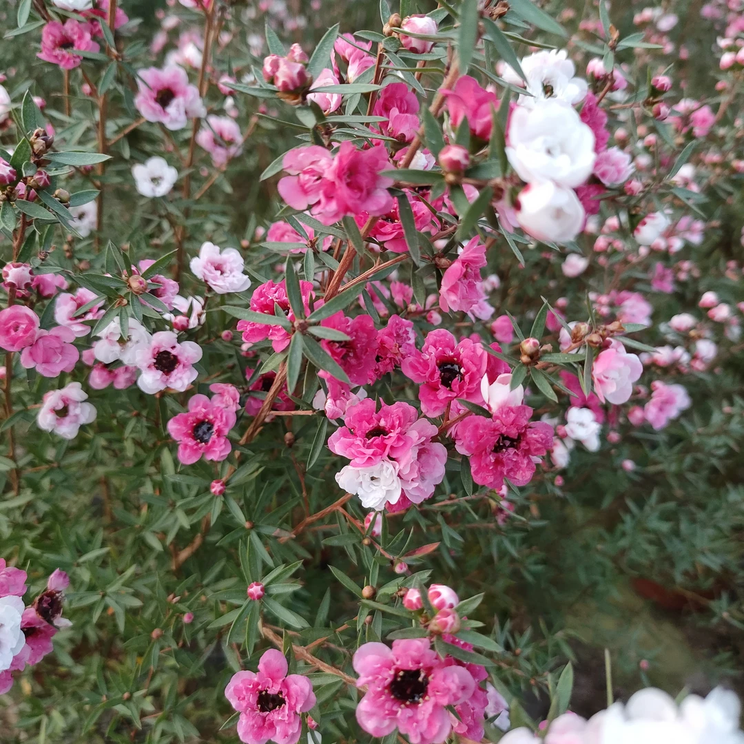 松红梅多色带香味植物乌托邦花卉基地直销室内