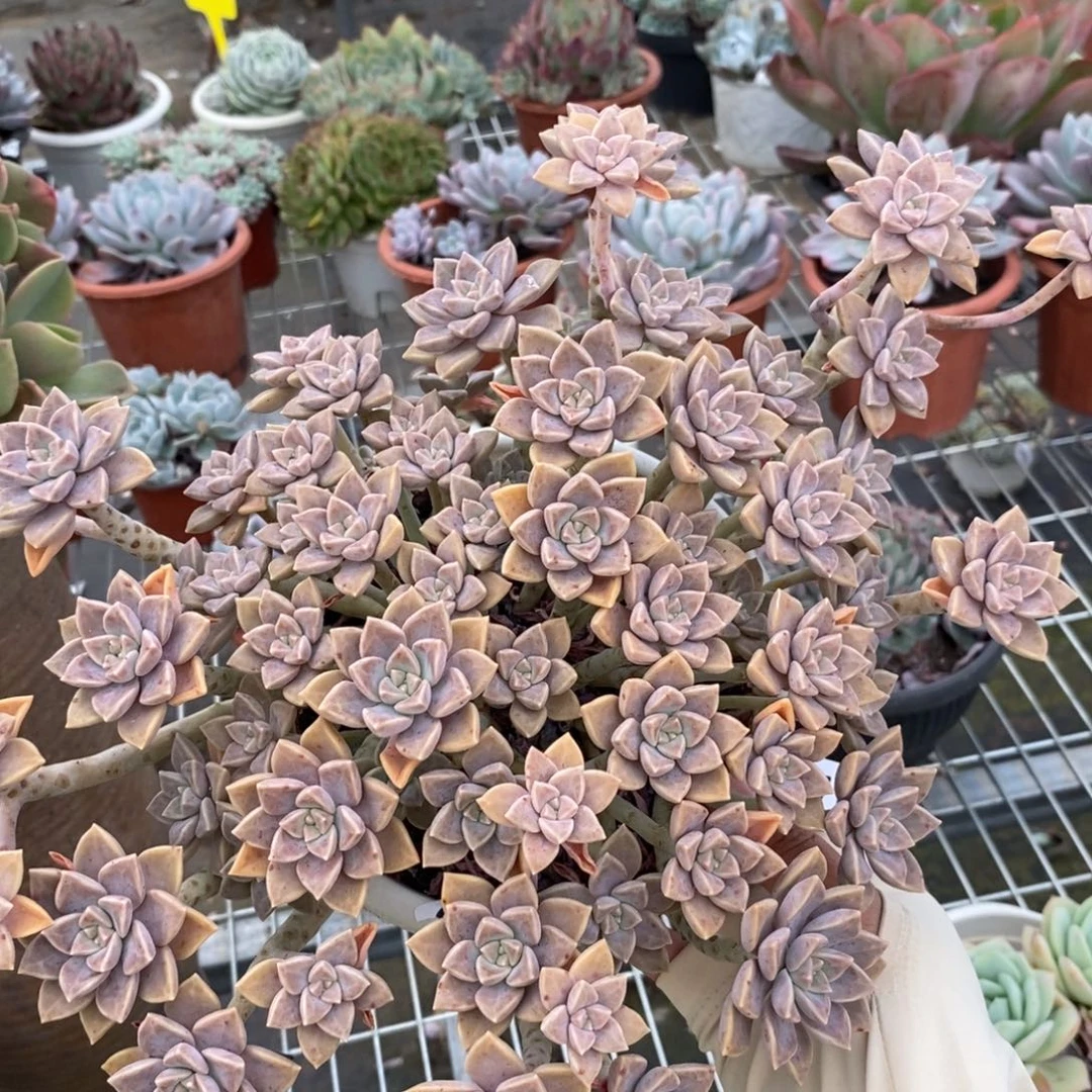 6871阿伦培一物一拍
