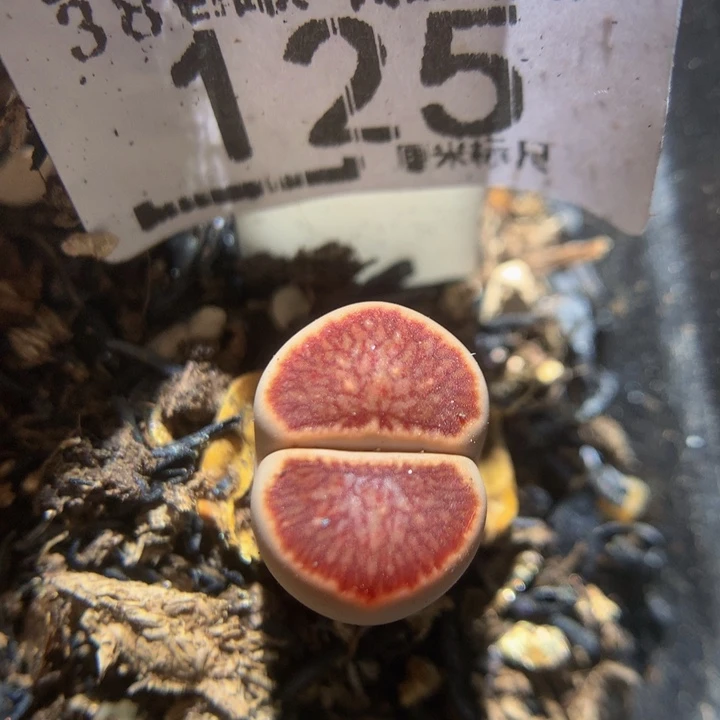 Zzzz精品石石花125