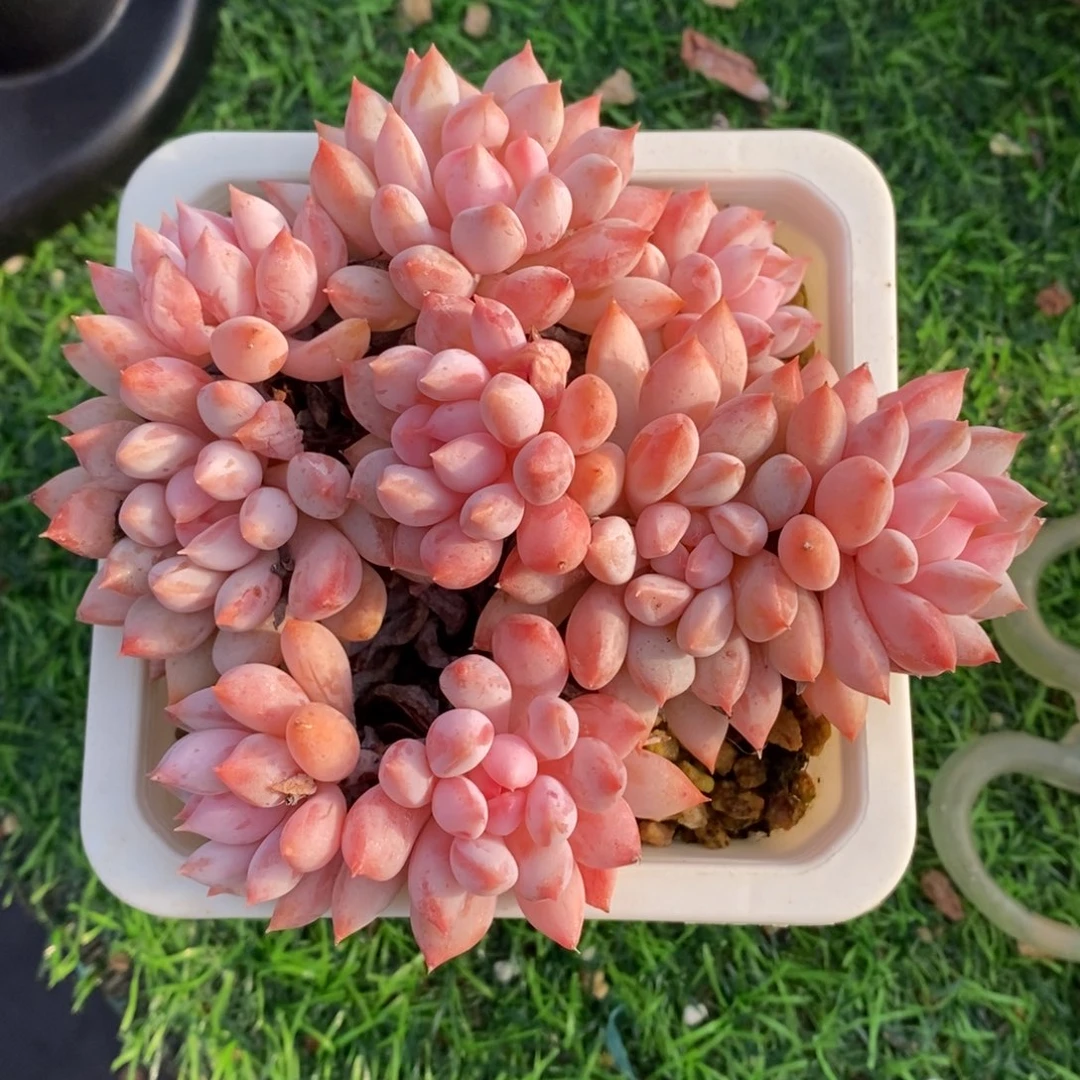 明珠美人一物一拍