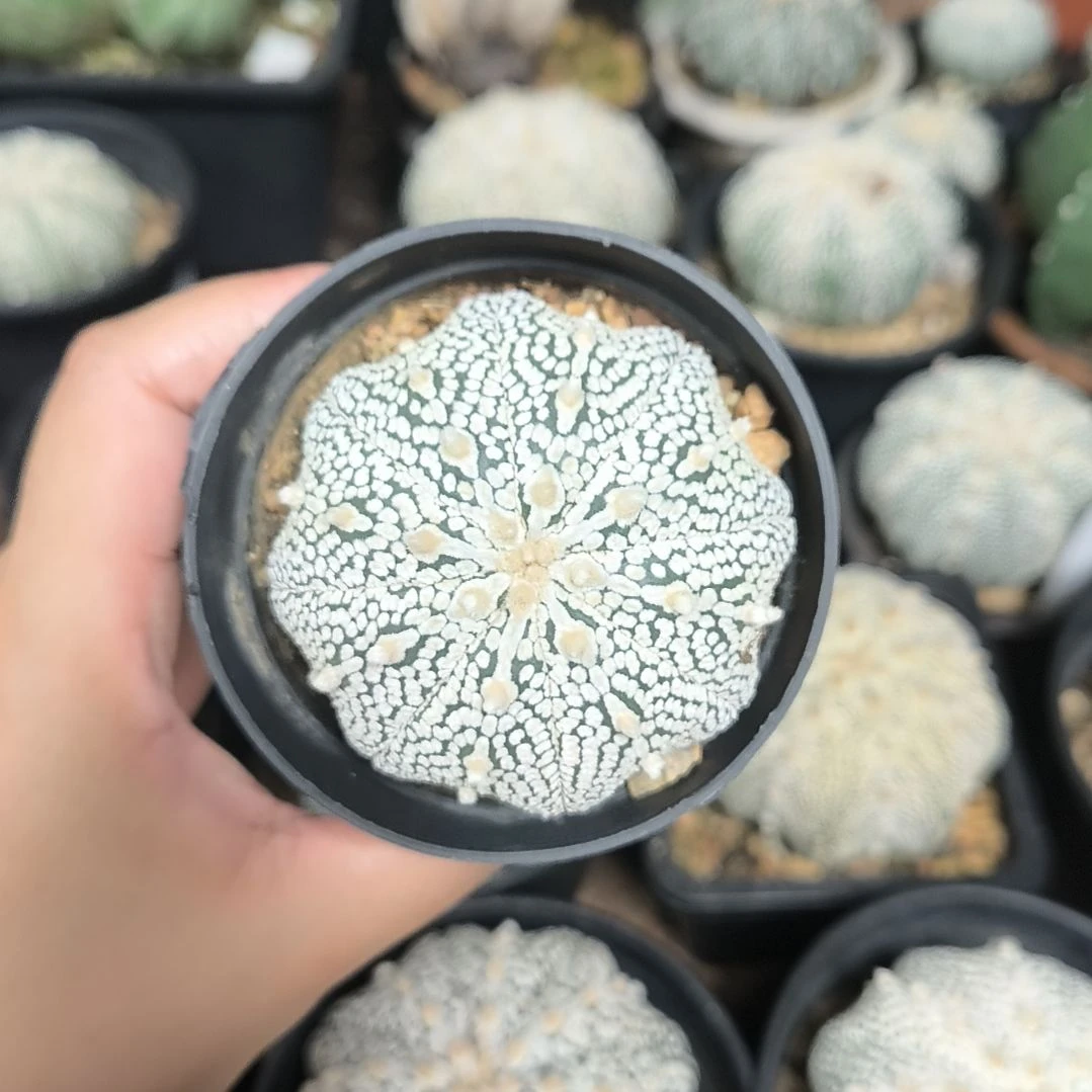 奇迹6一物一拍脱土发货