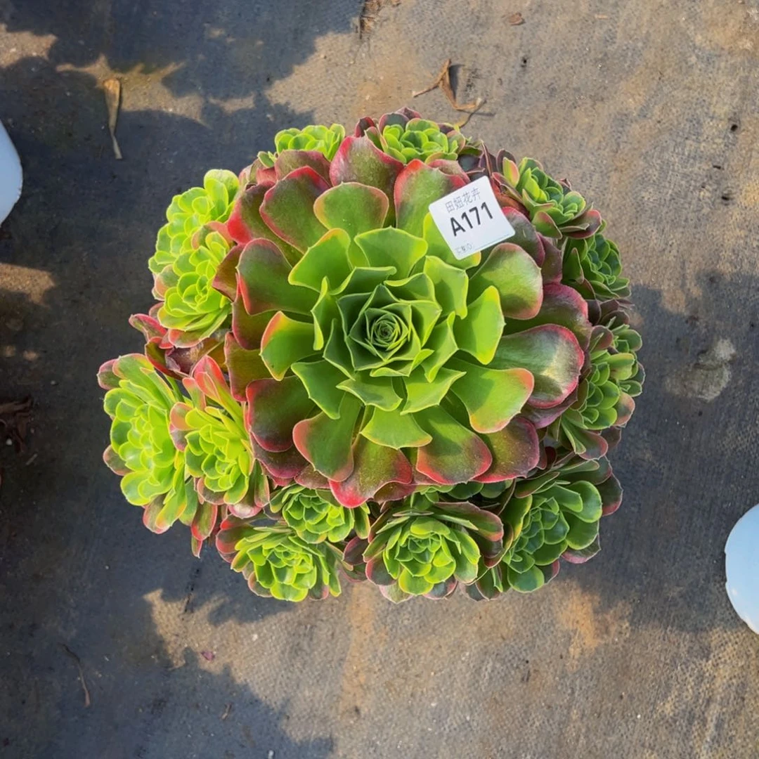 特斯拉17111111111111