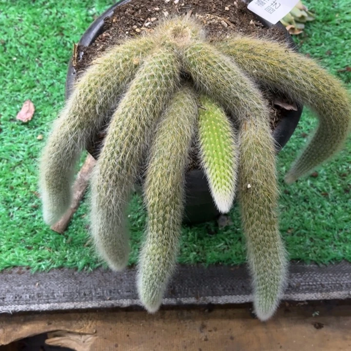 做**己574九尾狐多肉植物