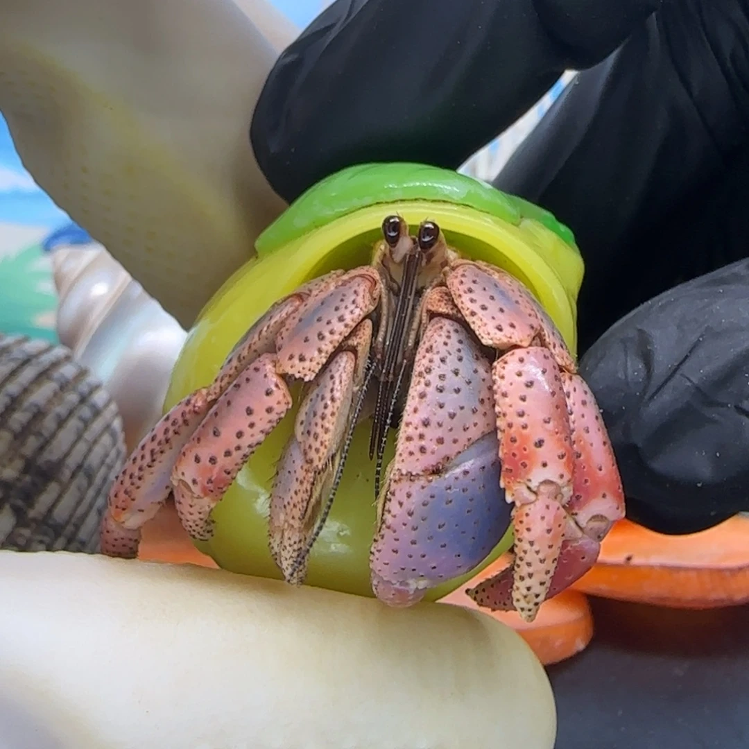 A73西伯利斯2.0cm口径