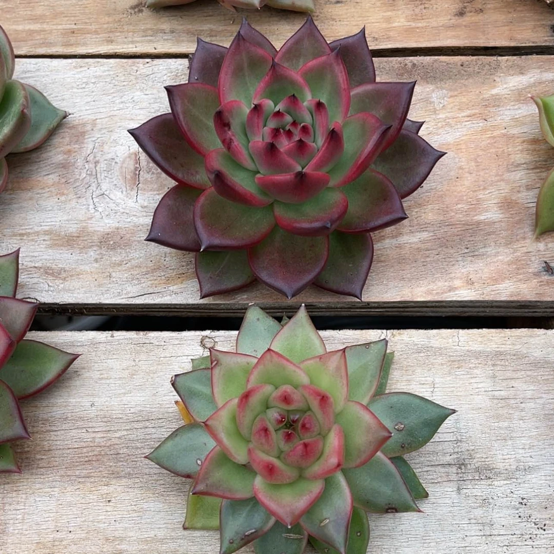 【闪购商品】东云一物一拍