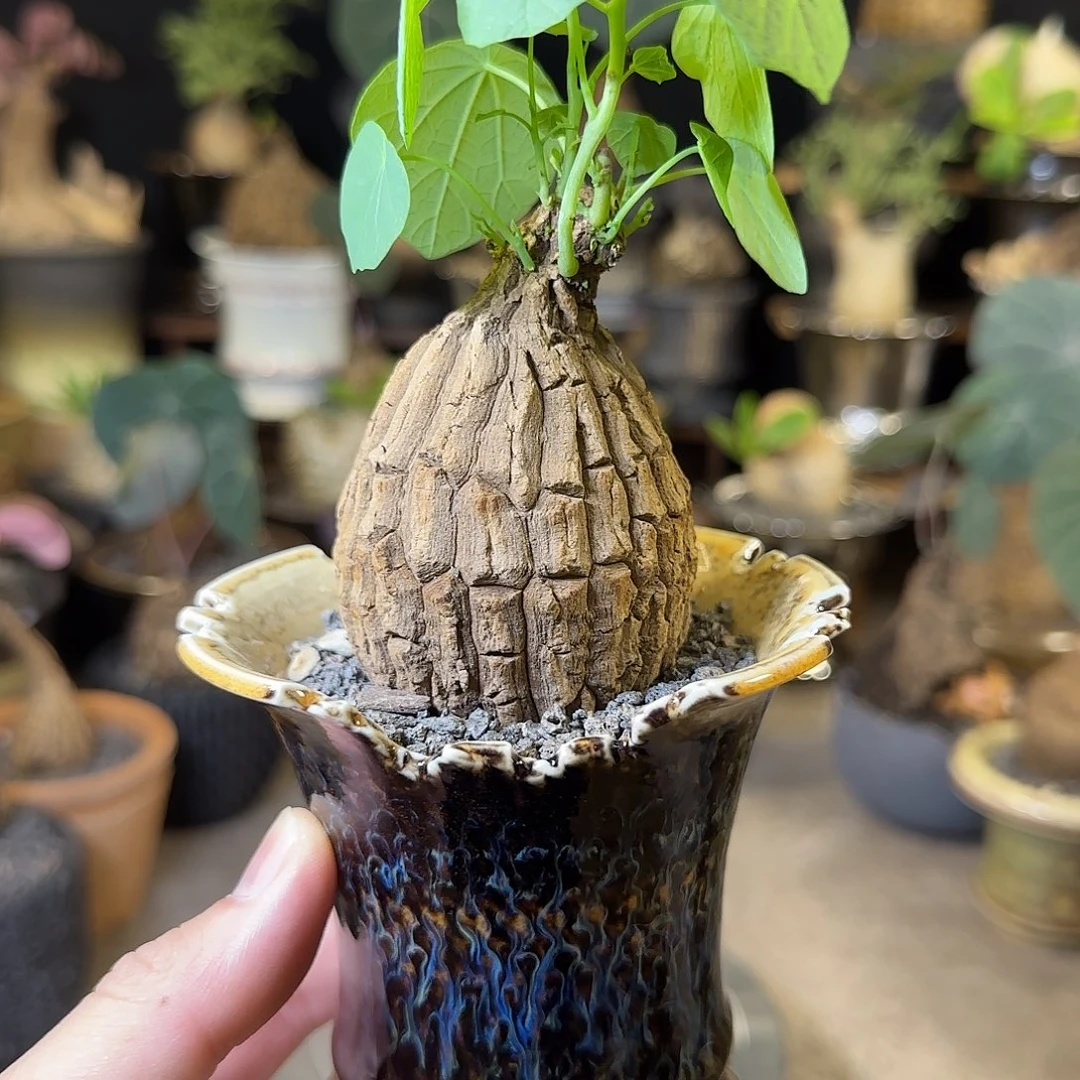 一物一拍老家龙甲龟