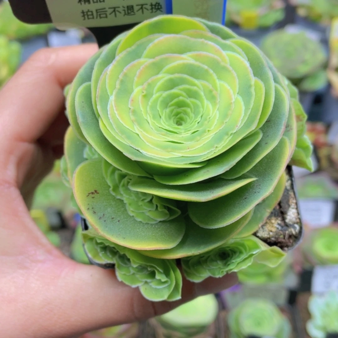 萩*萩桉妮拉多肉681一物一拍