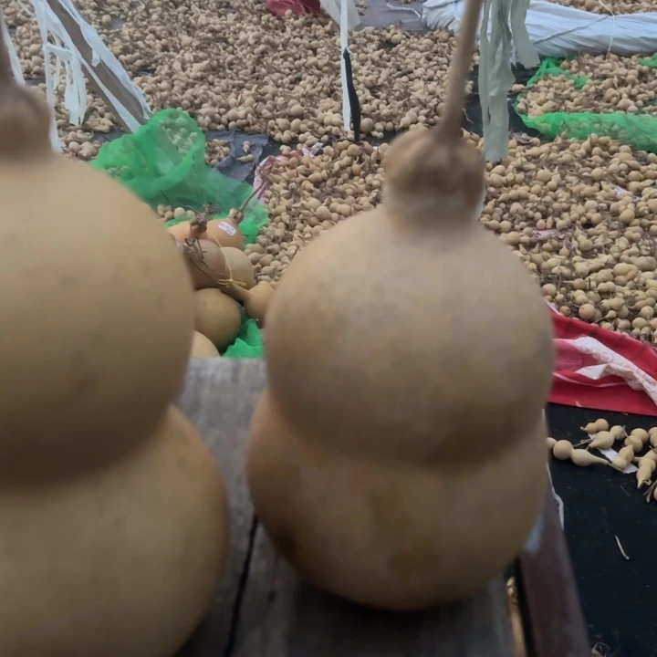 咕噜咕噜咕噜咕噜渐入佳境