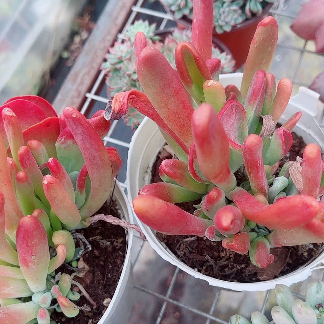 火狐狸多头群生老桩