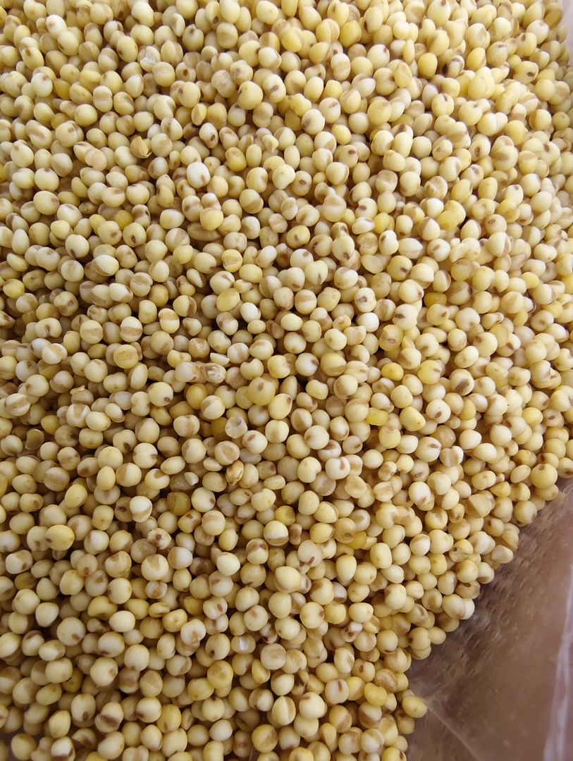 （新亮新农人）湖南农家糯小米