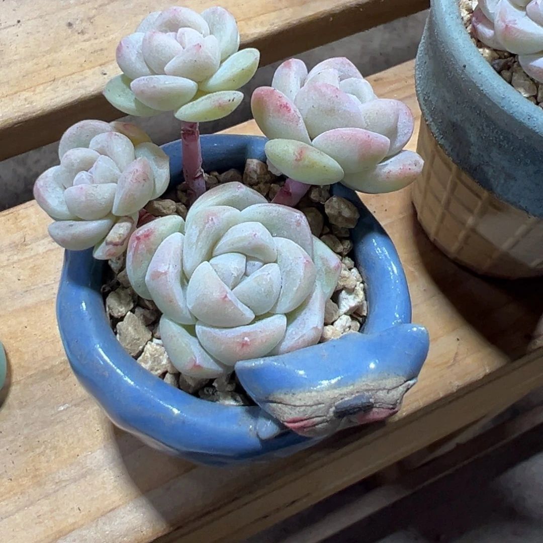 小*白底冰玉无砍