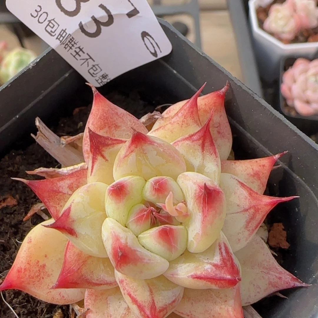 钻石婚戒单头变异