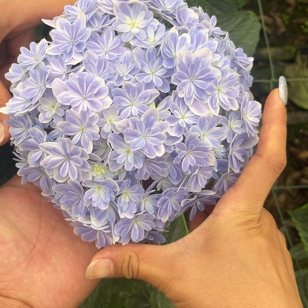 完全开放绣球切花一物一拍3枝起包邮,不大9