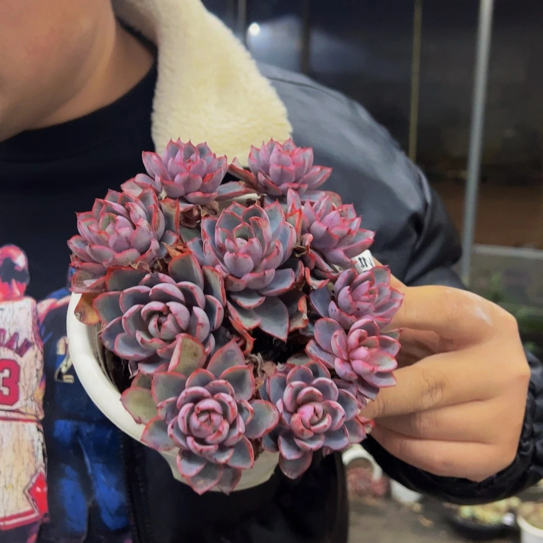 赫拉八头起发多肉