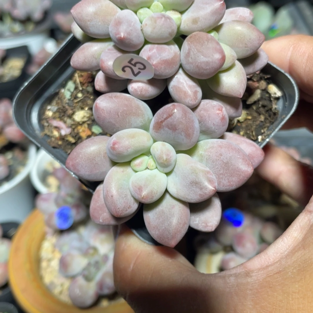 贵妃奶酪多肉植物缀化