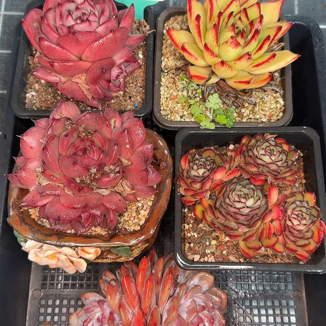 从前慢花园精选0120-99