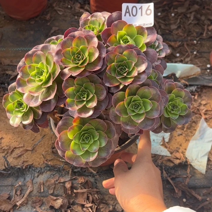 魅金多肉植物016.