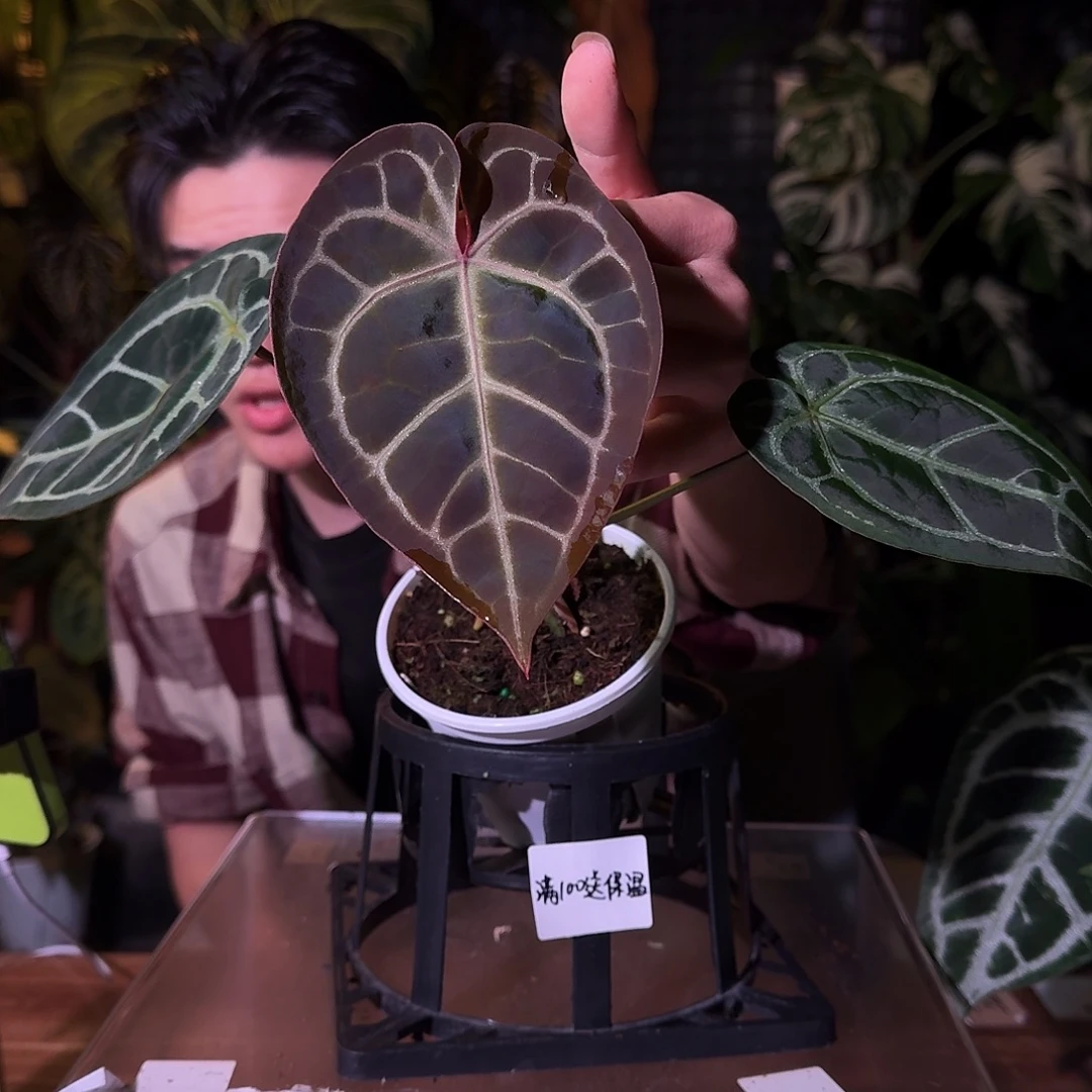 不开花植物G43skg银红杂米歇尔