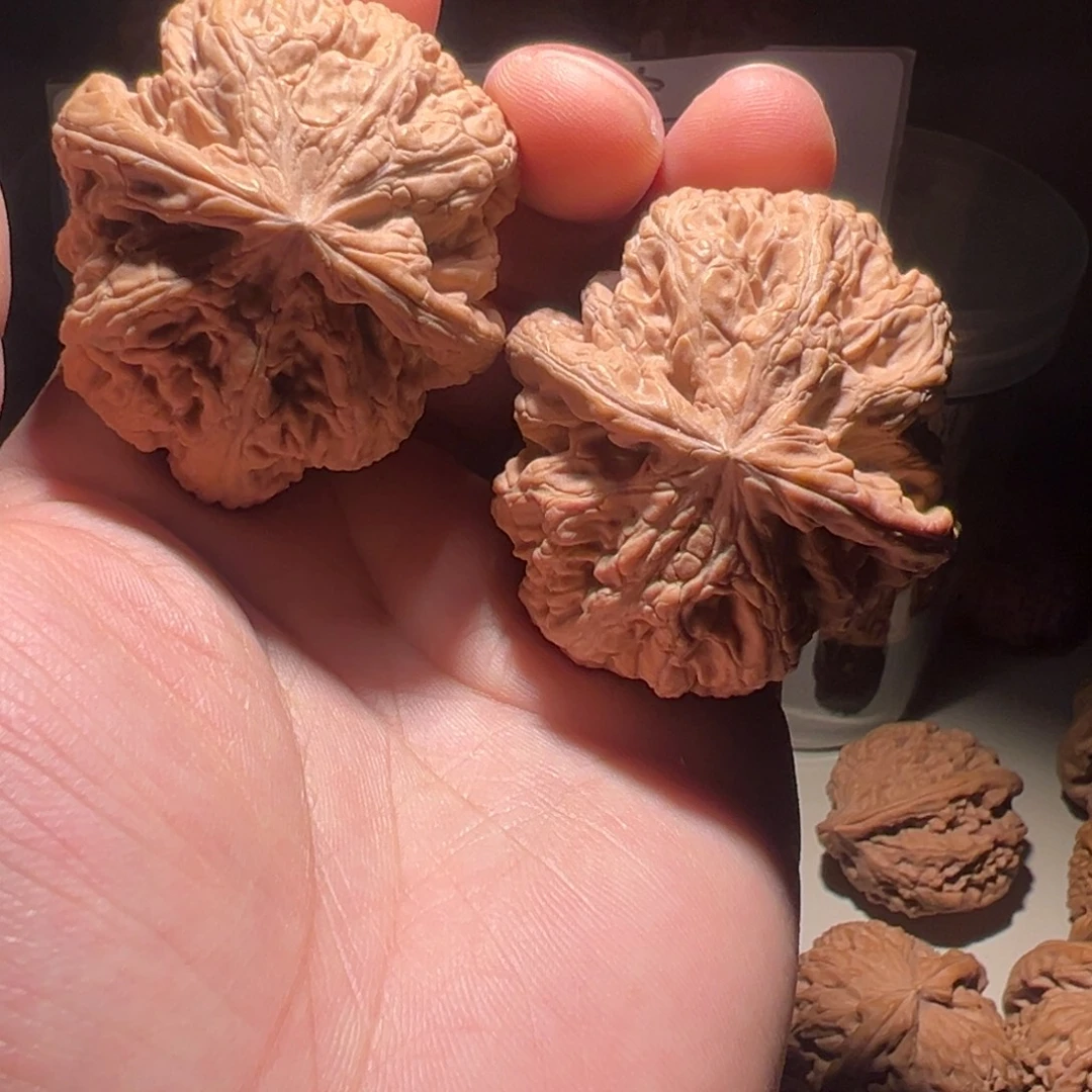 文玩核桃把件46全品大粗筋