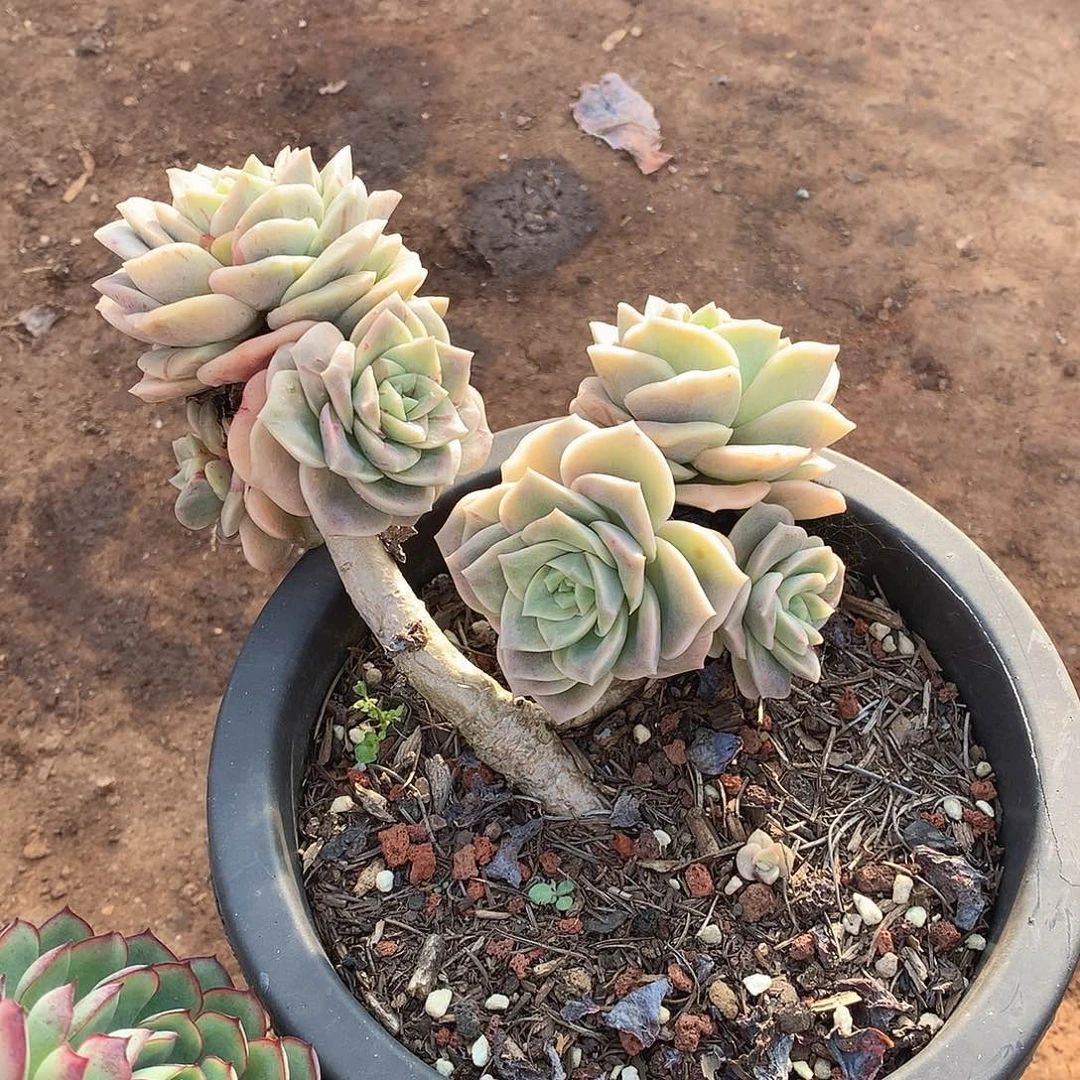 918可爱玫瑰一物一拍多肉