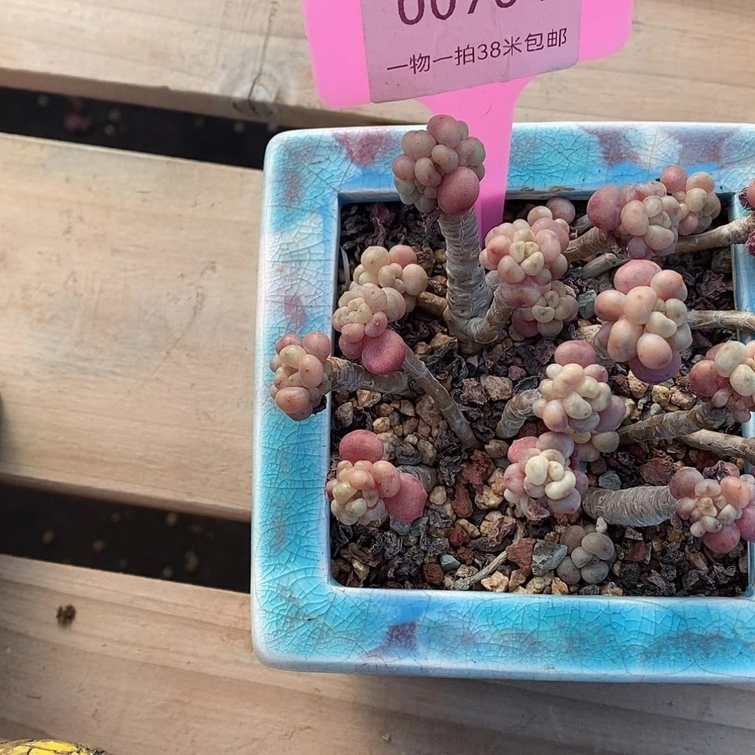 704头宏宏了姐姐咯咯哦哦