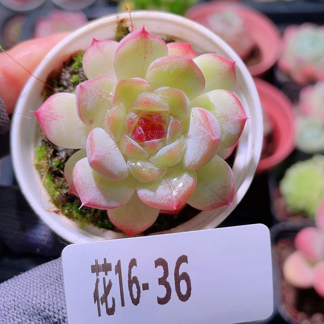 花利美16-36琴心
