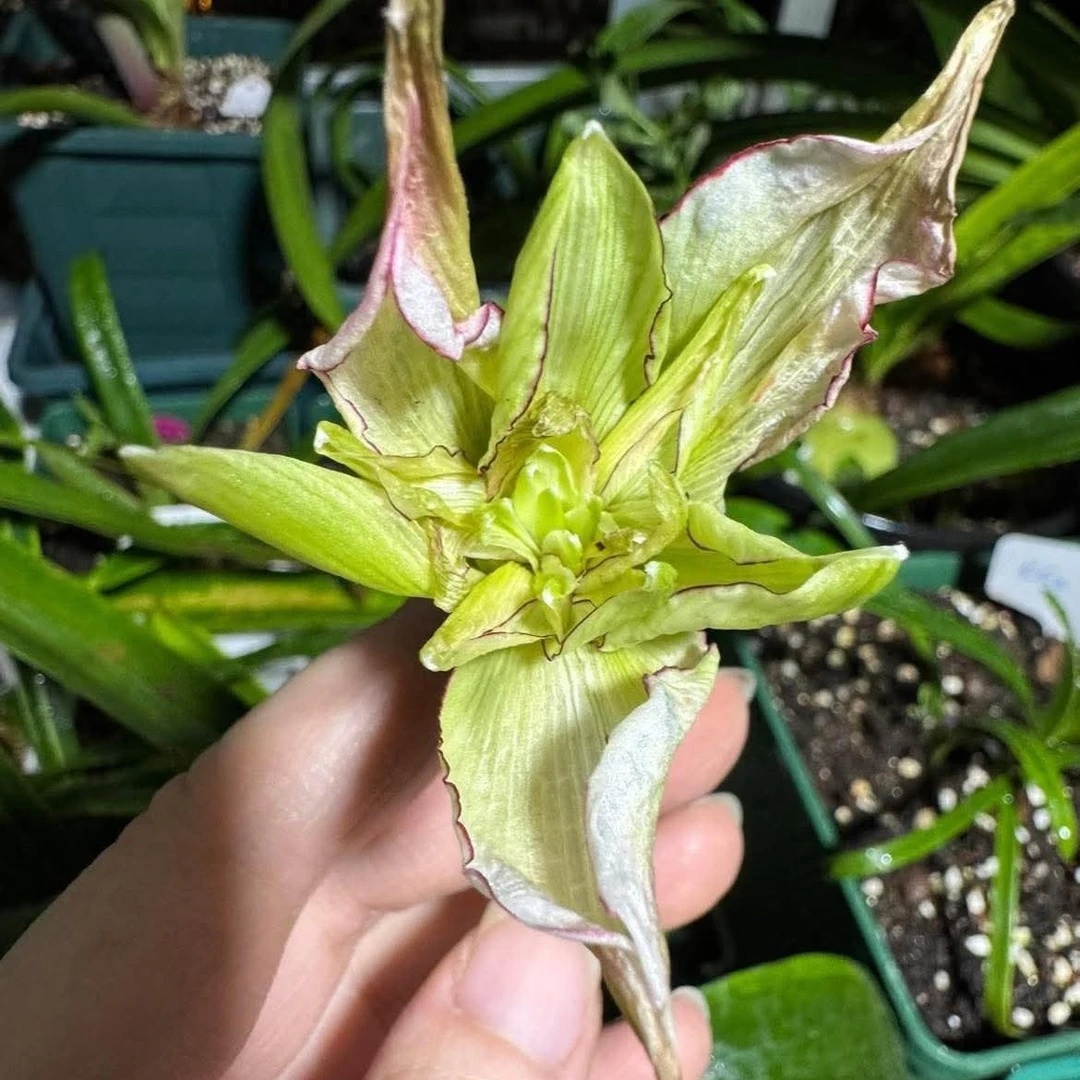 朱顶红-【SV35+SV36混粉】2.8cm 越朱高品，包对版，不包后期养护