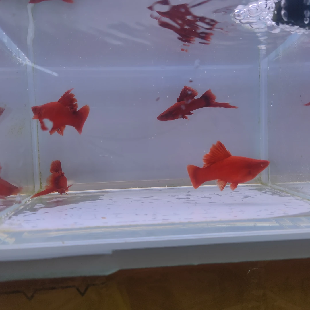 高鳍红箭菊花帆繁殖组鱼2对(新疆青海西藏不发货)