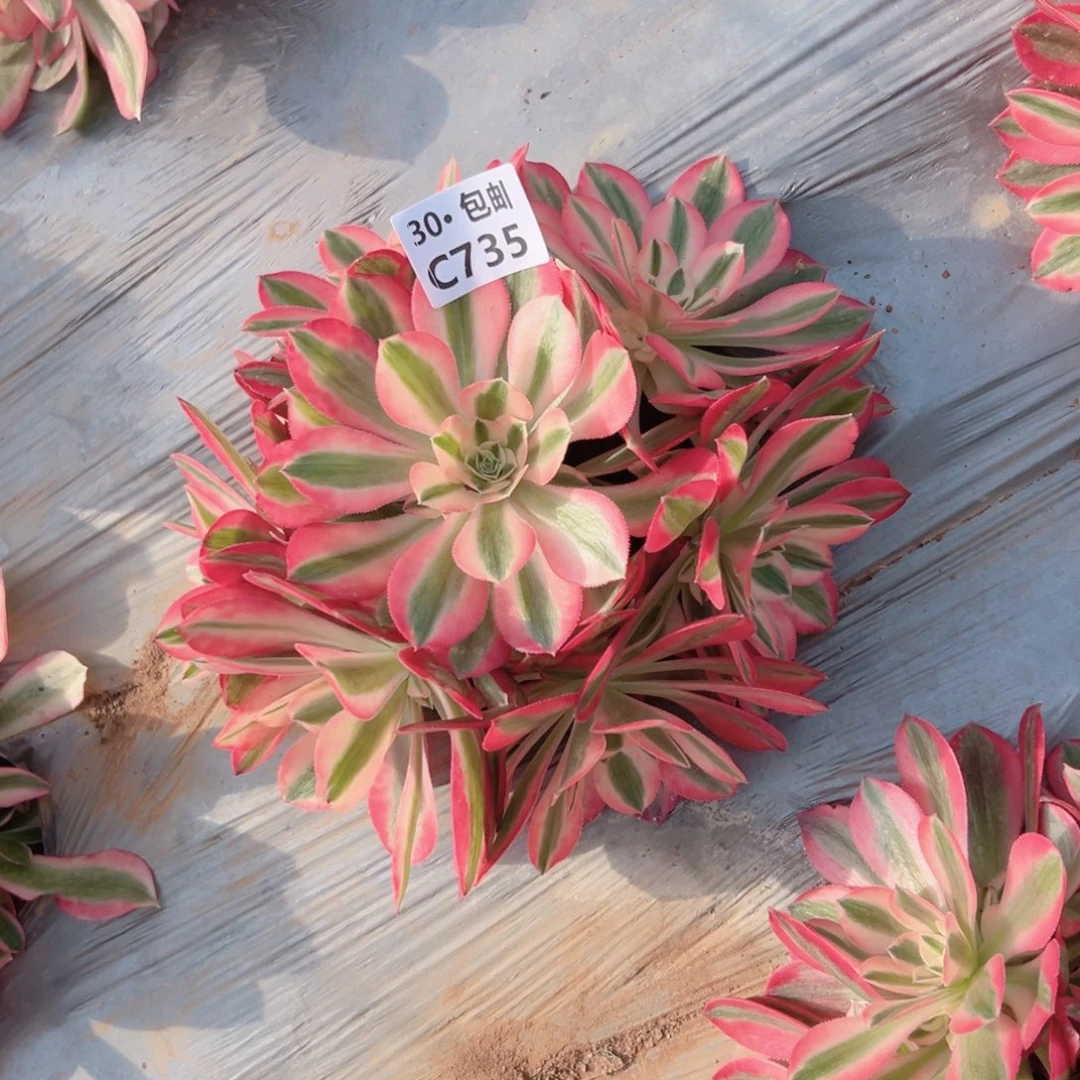 735女巫多肉法师