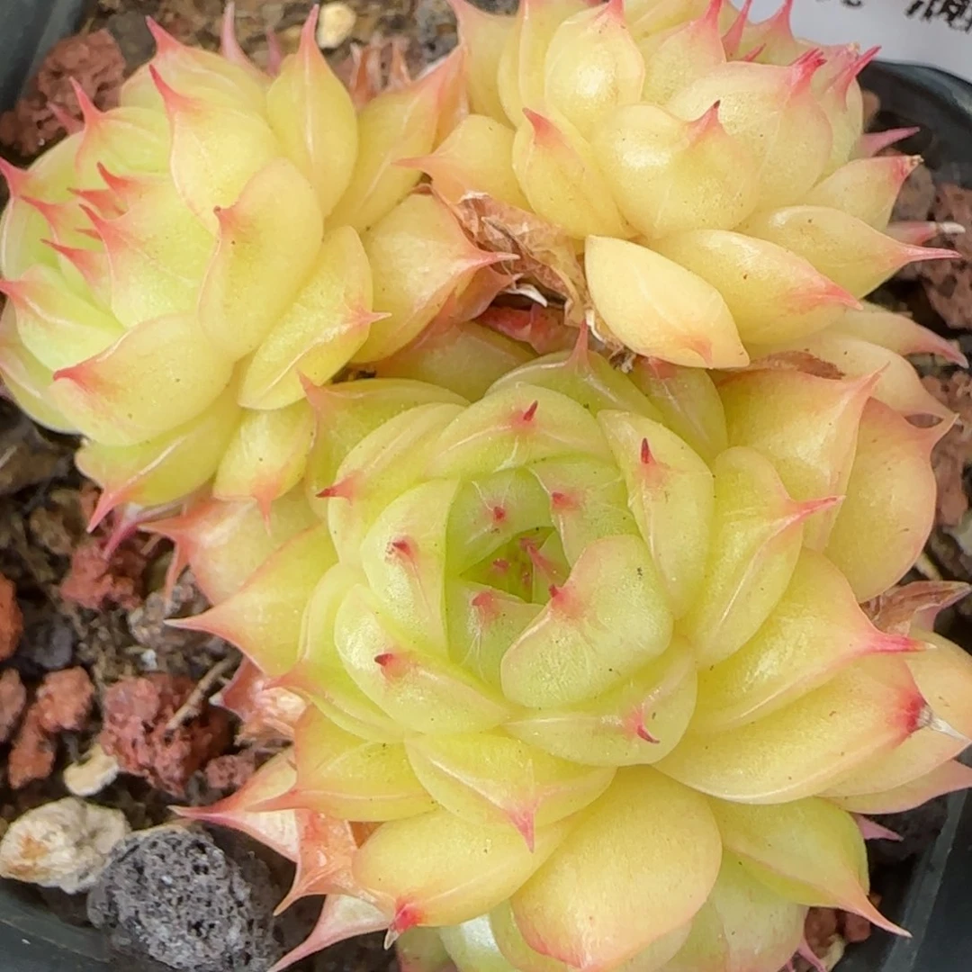 花语逸镜0131-167