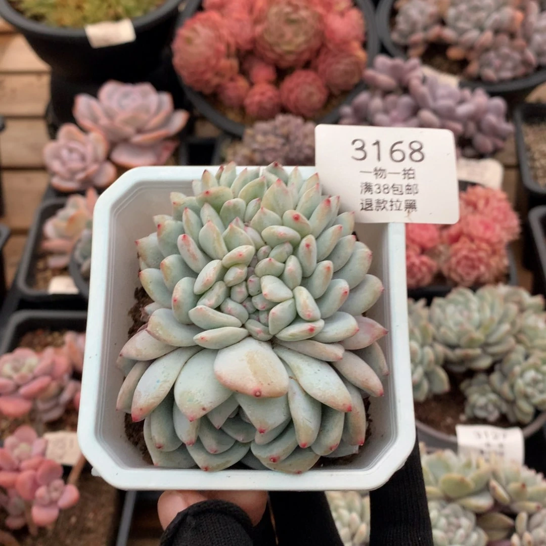 9厘米龙头星影缀3168