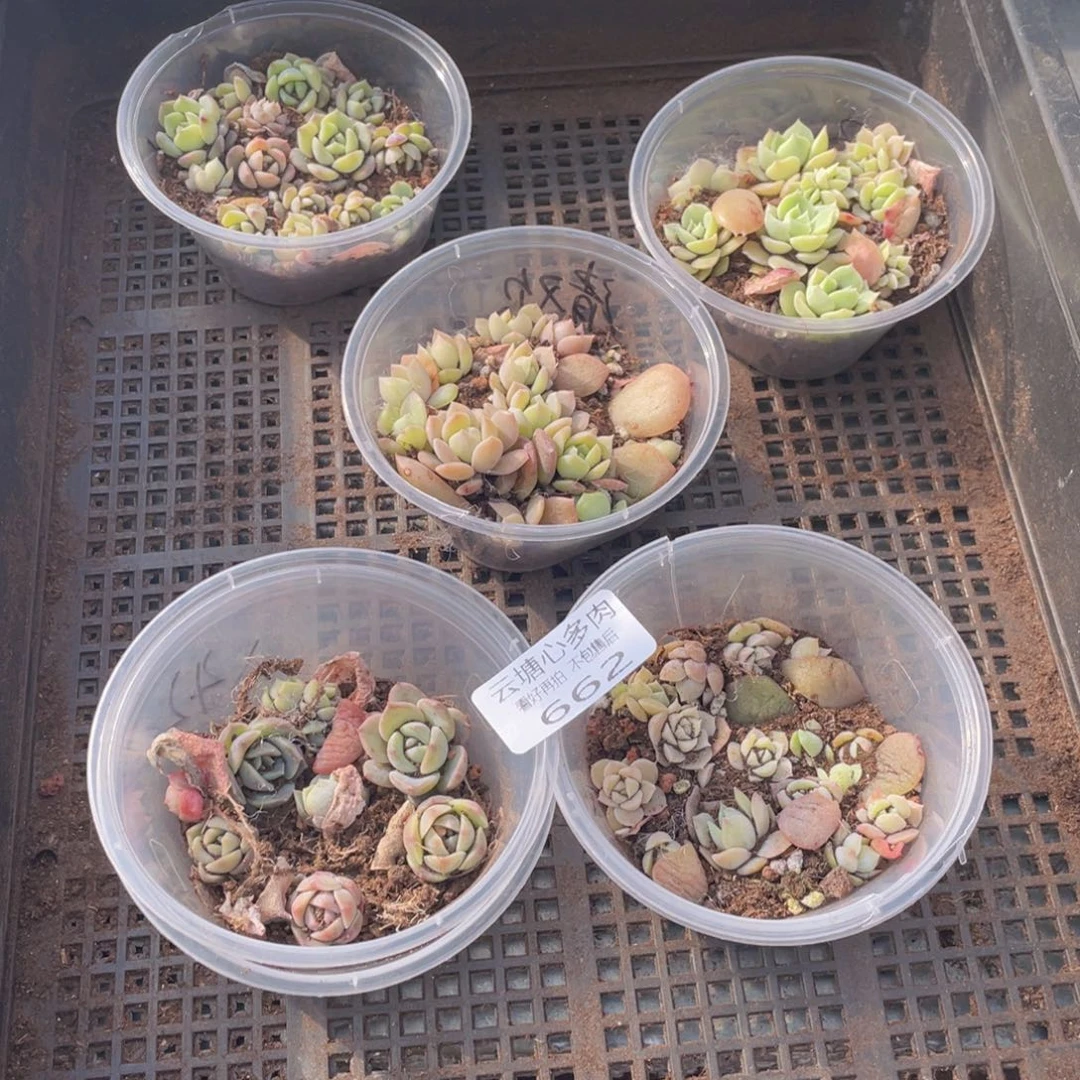 云糖心多肉植物662