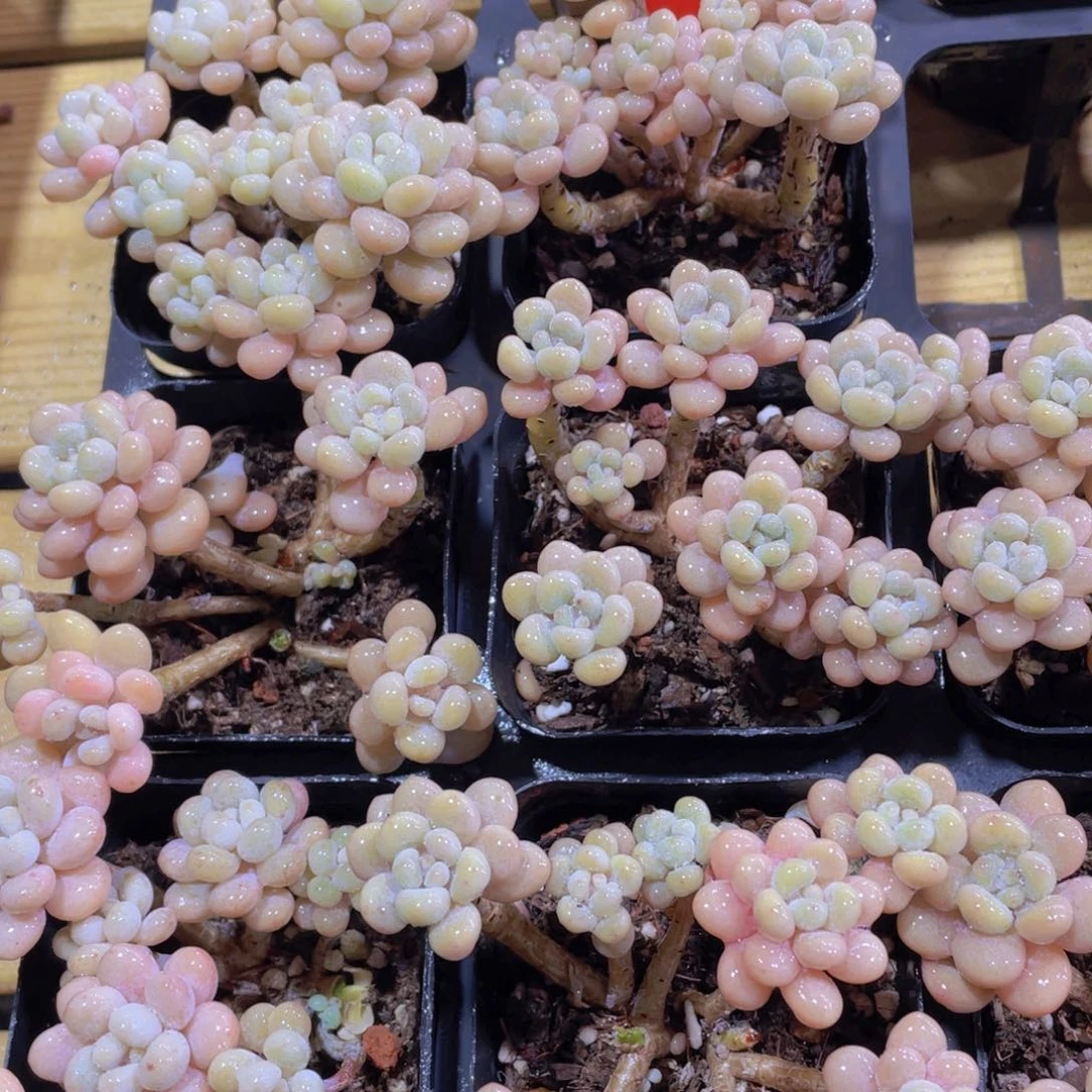 1413号 老桩洛可可两个