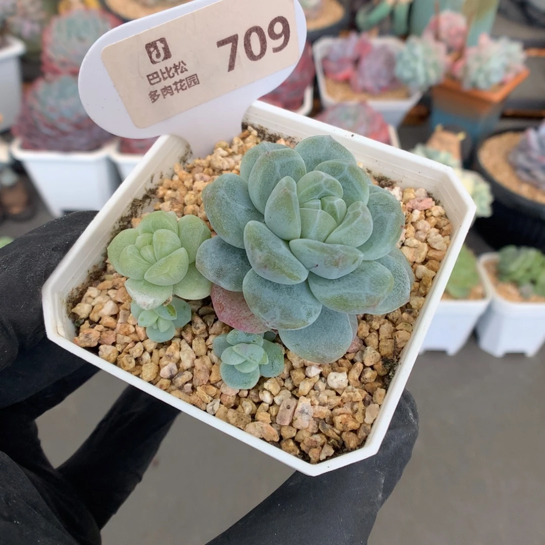 709 绿透心冰玉石化