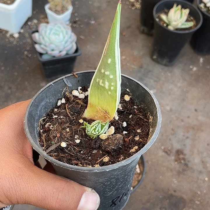 我***辰天使之泪叶草苗带盆发货