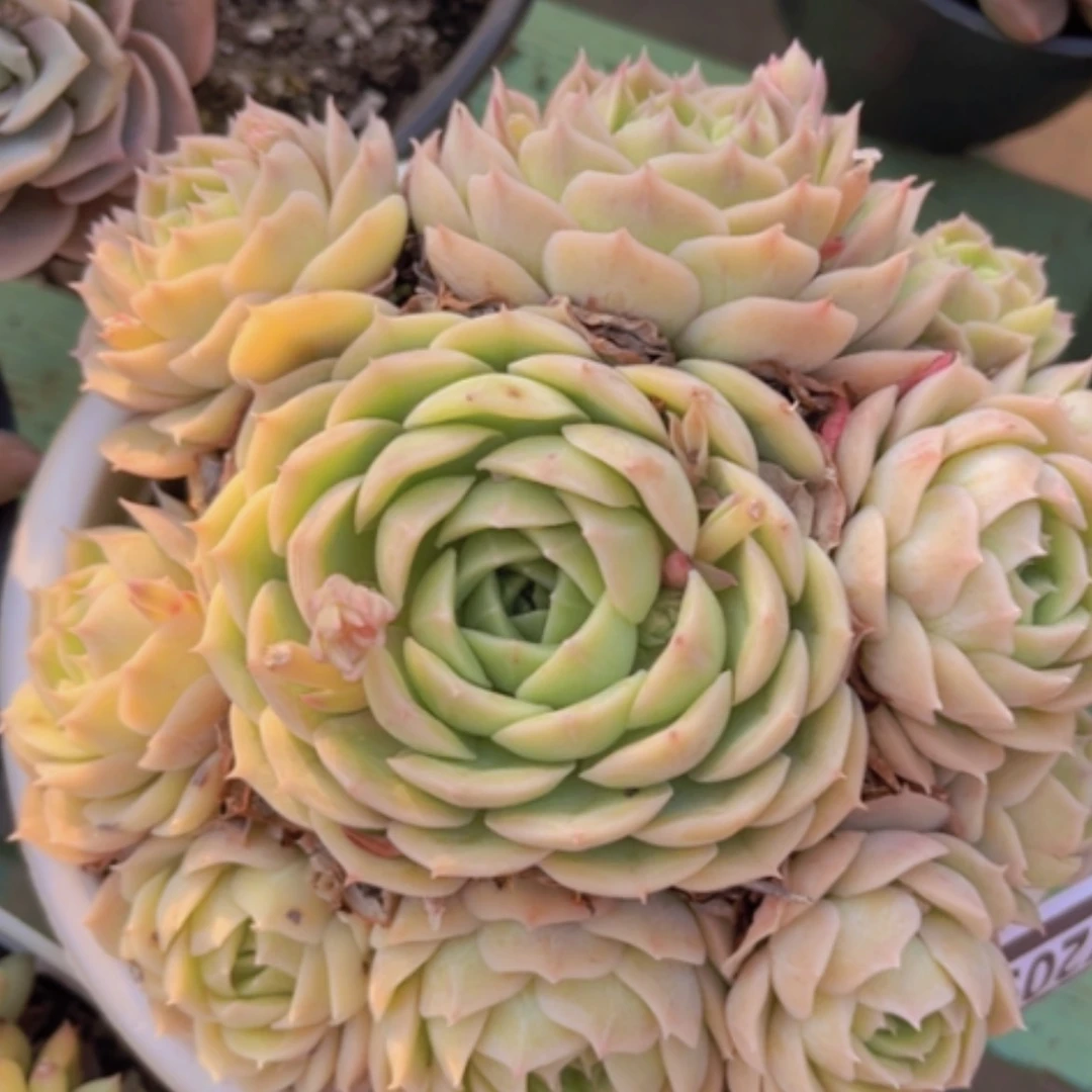 【闪购商品】昂斯诺17209