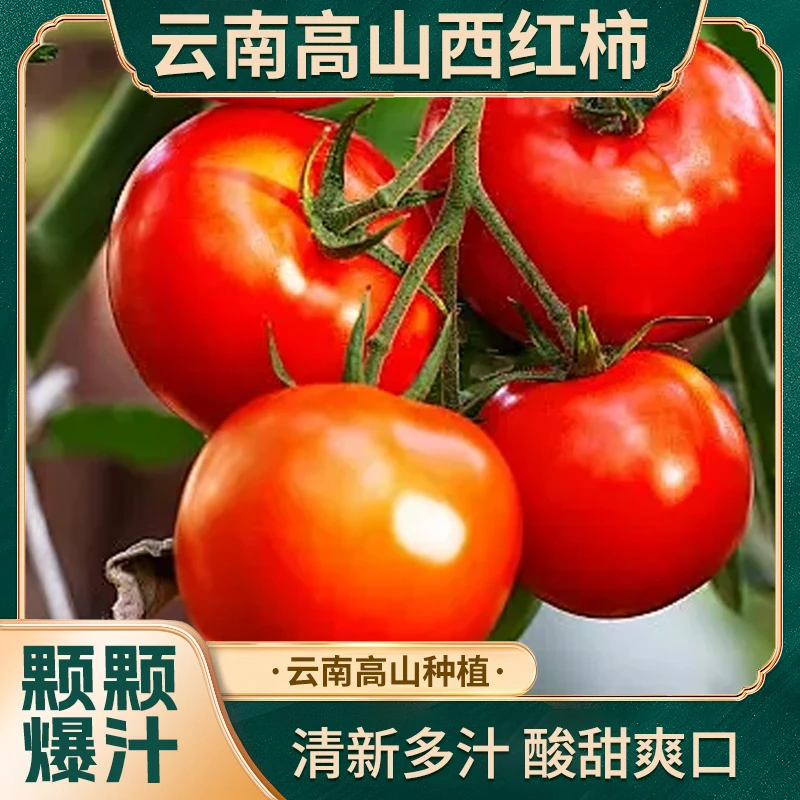 云南高山种植西红柿水果番茄当季新鲜生吃爆汁现摘自然熟蔬菜