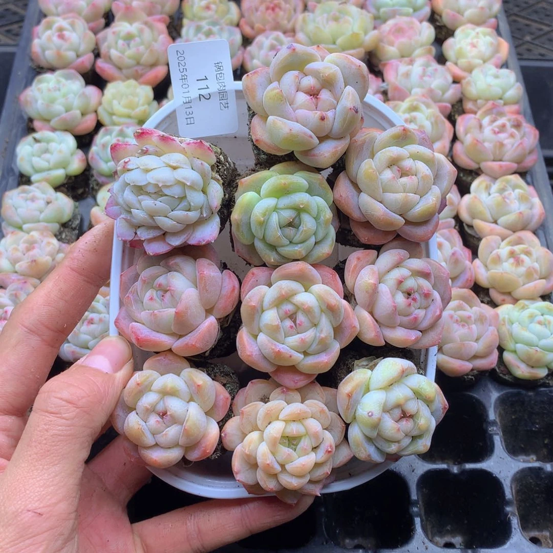 反反复复还是很开心的112