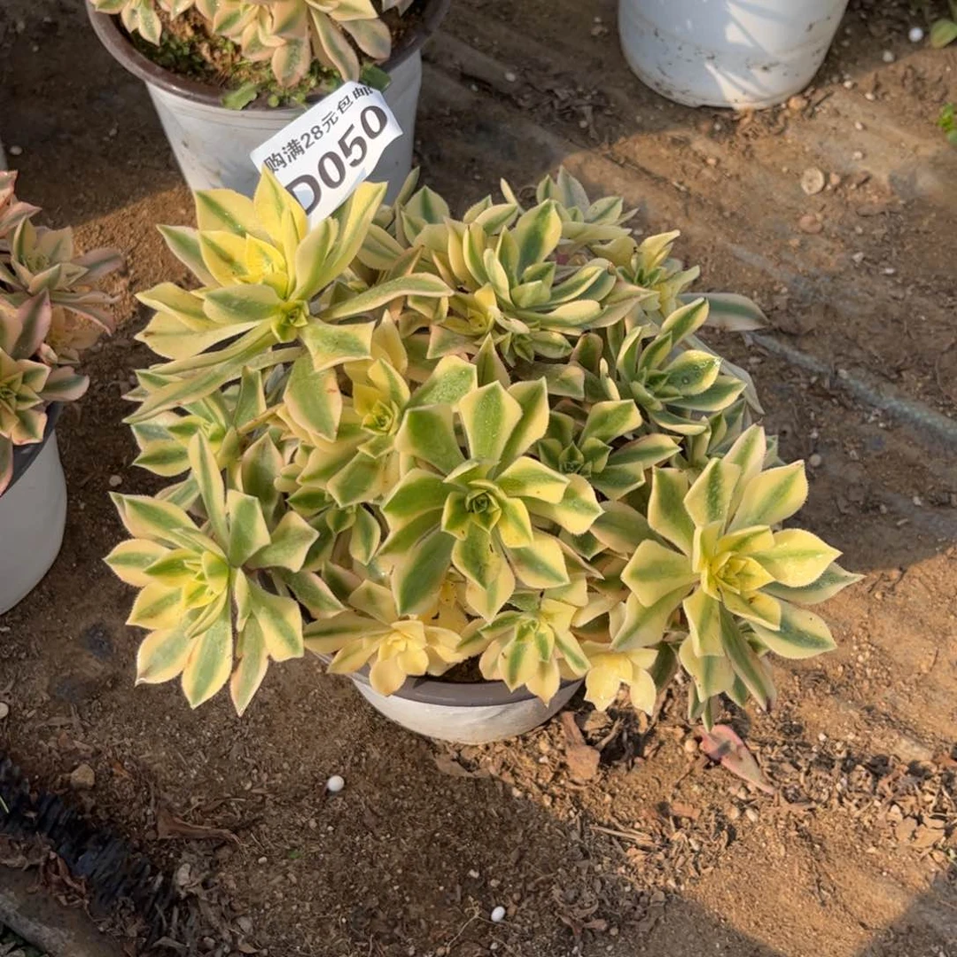 金****)050多肉植物枫叶锦