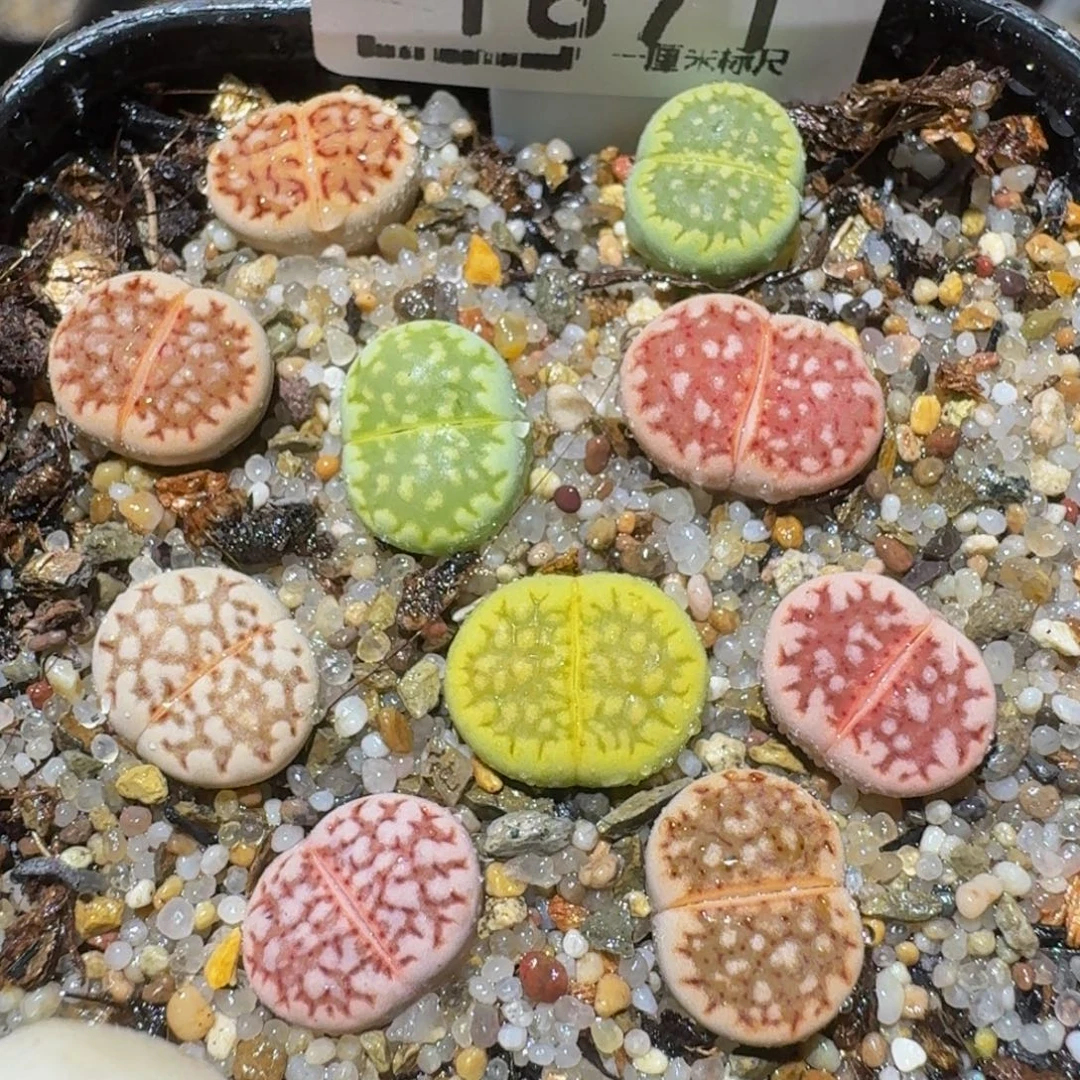 Zzzzzz生石花肉锥1871