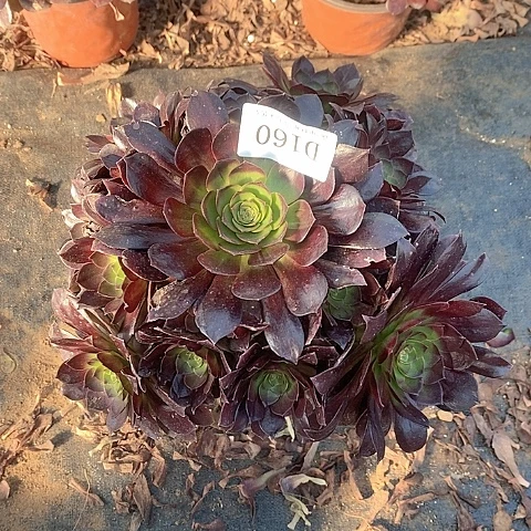 160赤焰莲多肉法师锦