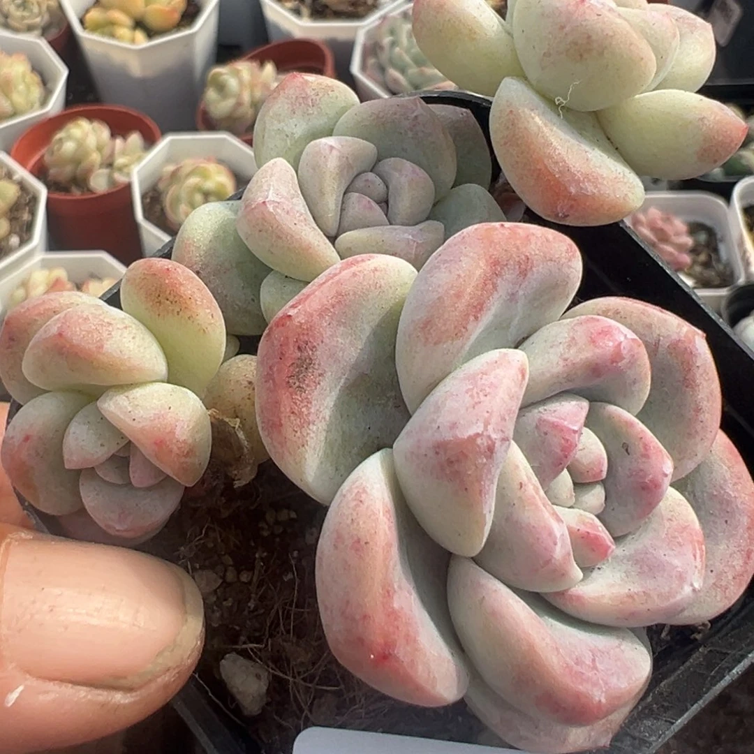 小卡拉米糖心一物一拍6-64