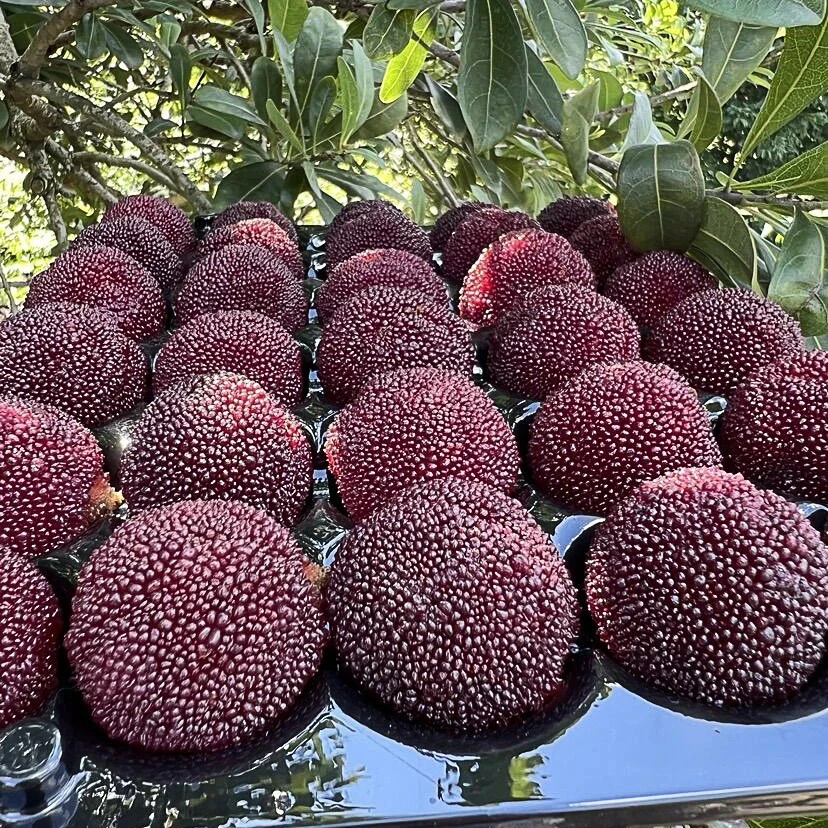 【现货速发】10A级浙江仙居东魁杨梅现摘颗粒装杨梅30-35克应季水果