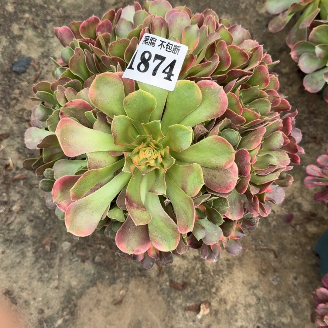 18-31法师香妃1874