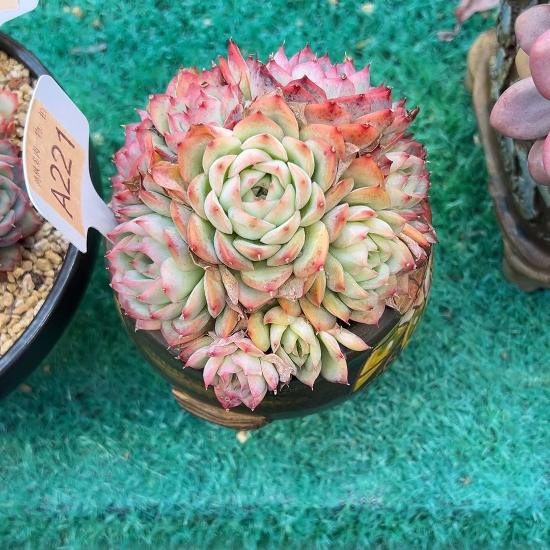 大***子侧影，，，，，，，，，，，，，，，