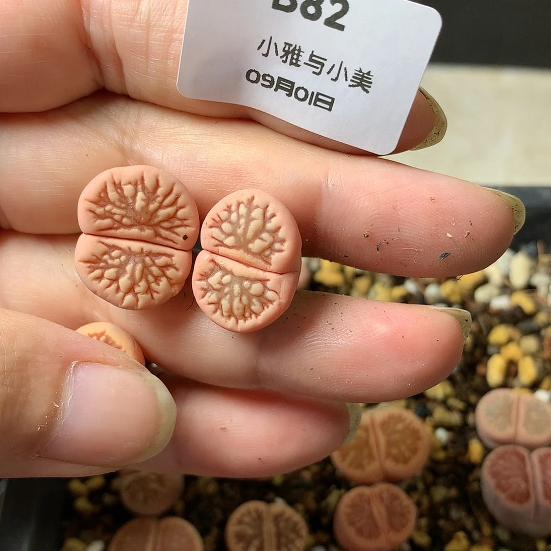 沛*B82多肉植物保护