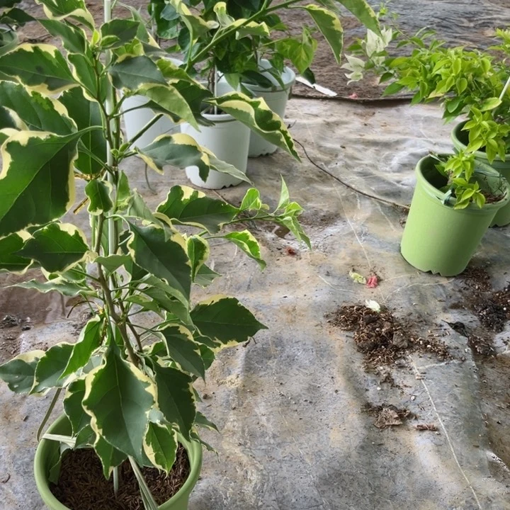 完全开放三角梅马斯佩拉克