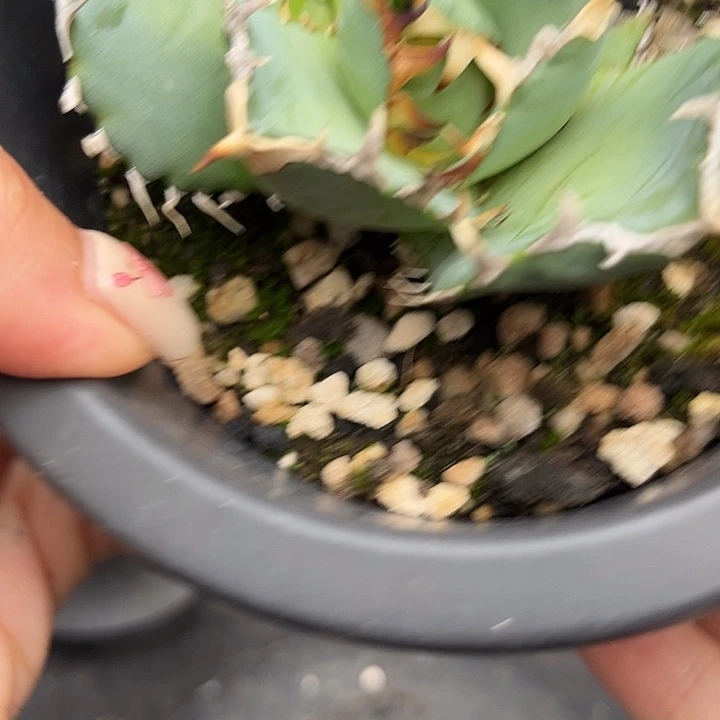 无花朵龙舌兰仁王冠籽播