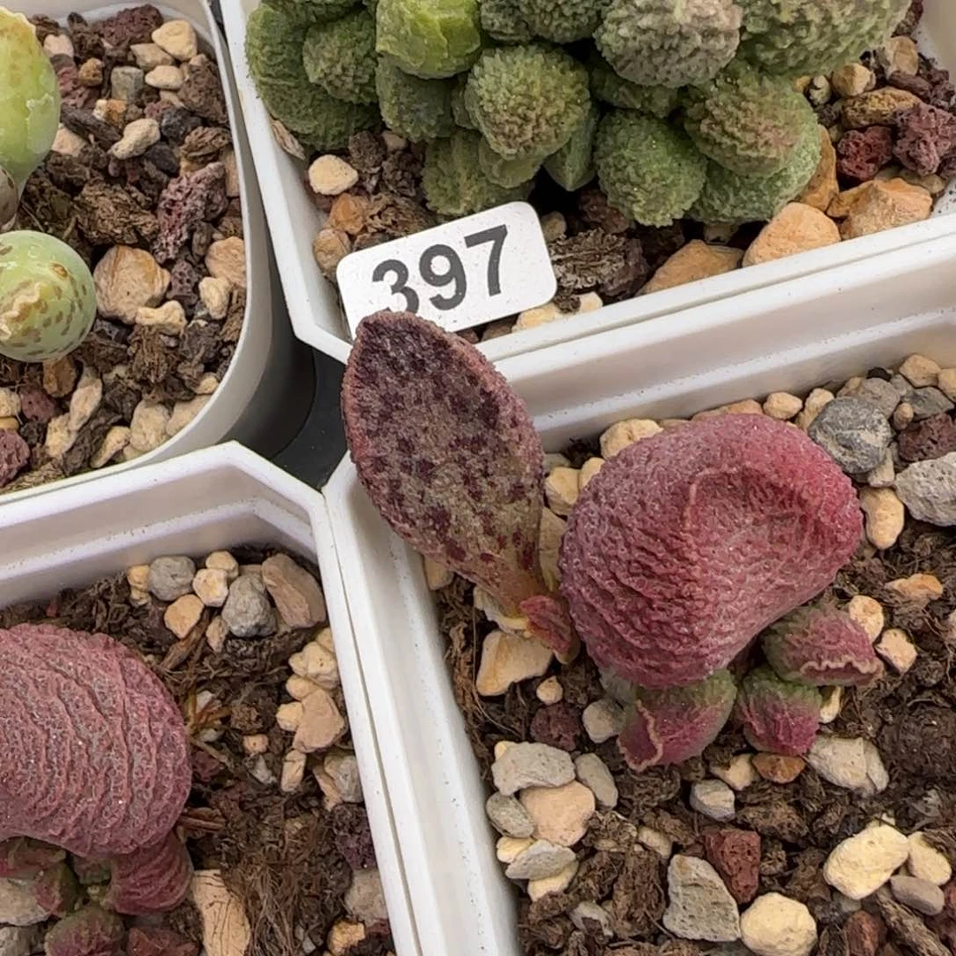 孔雀翎多肉植物397